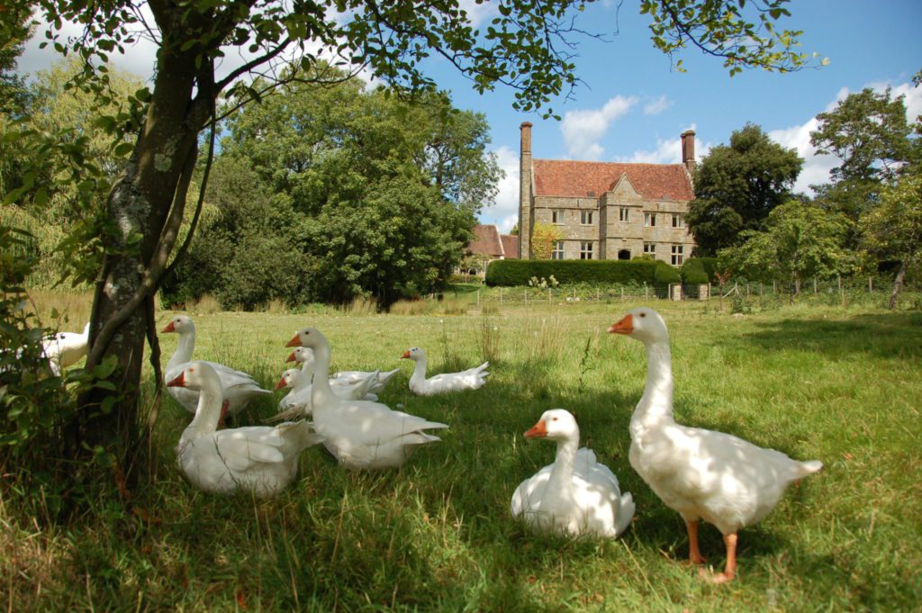 house and geese publicity
