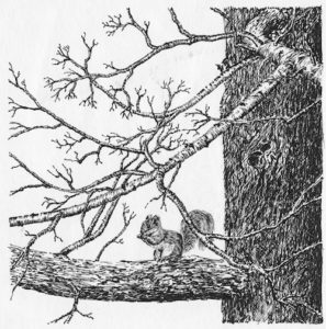 squirrel_in_tree_pen_ink